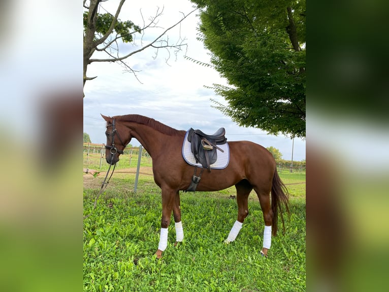 Hanovrien Jument 6 Ans 162 cm Alezan in Mansuè