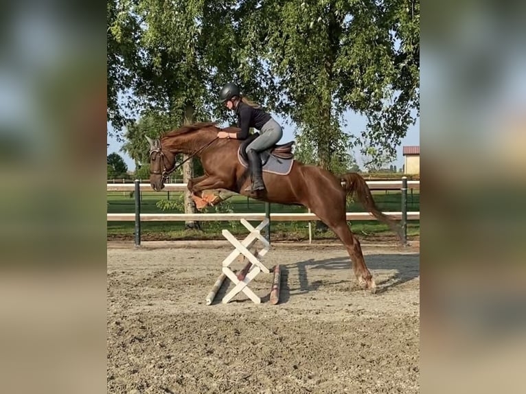 Hanovrien Jument 6 Ans 162 cm Alezan in Mansuè