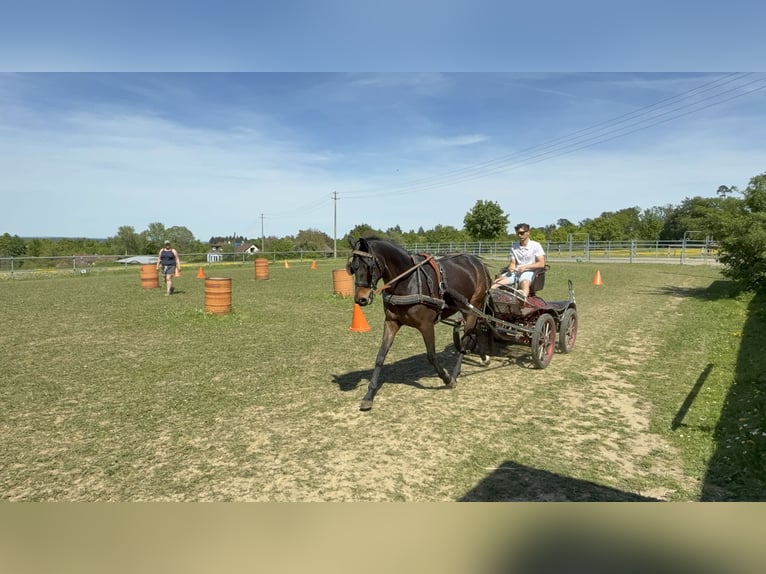 Hanovrien Jument 6 Ans 162 cm Bai brun in Vaihingen an der Enz