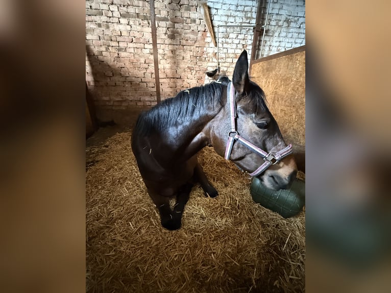 Hanovrien Jument 6 Ans 162 cm Bai brun in Vaihingen an der Enz