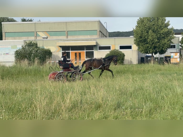 Hanovrien Jument 6 Ans 162 cm Bai brun in Vaihingen an der Enz
