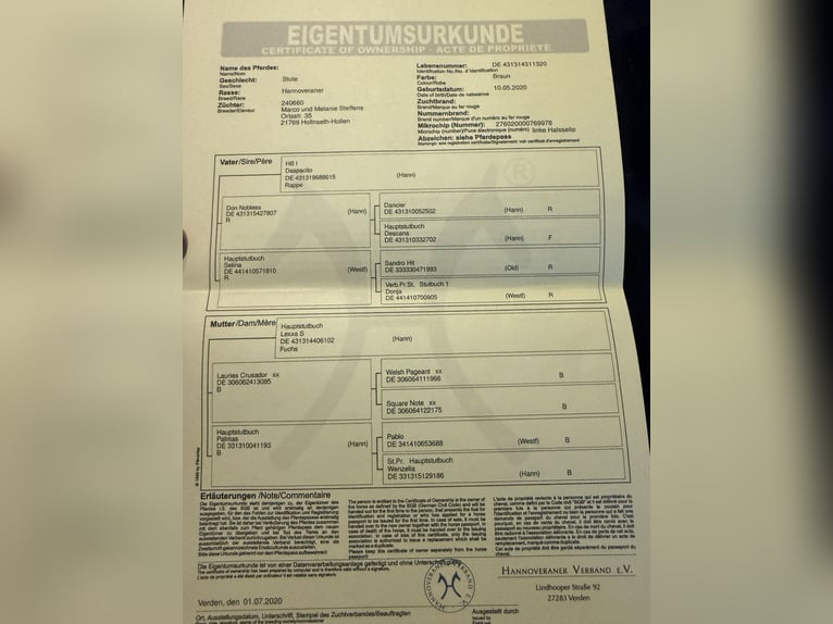 Hanovrien Jument 6 Ans 162 cm Bai brun in Vaihingen an der Enz