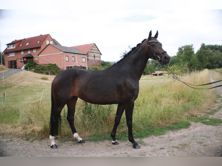 Hanovrien Jument 6 Ans 162 cm Bai brun in Alheim