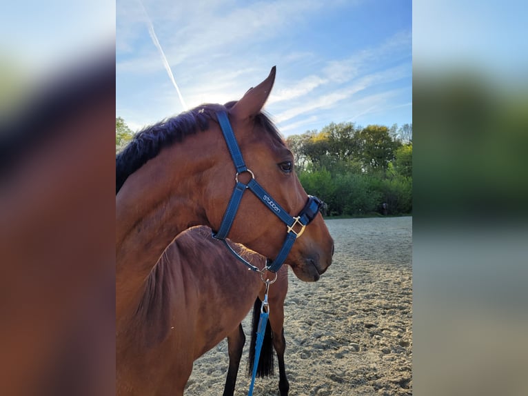 Hanovrien Jument 6 Ans 162 cm Bai in M&#xFC;nster