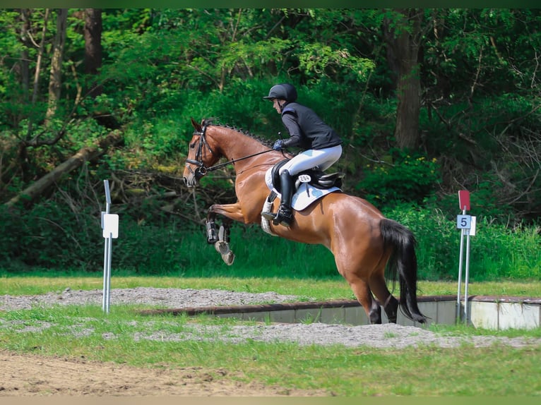 Hanovrien Jument 6 Ans 162 cm Bai in M&#xFC;nster