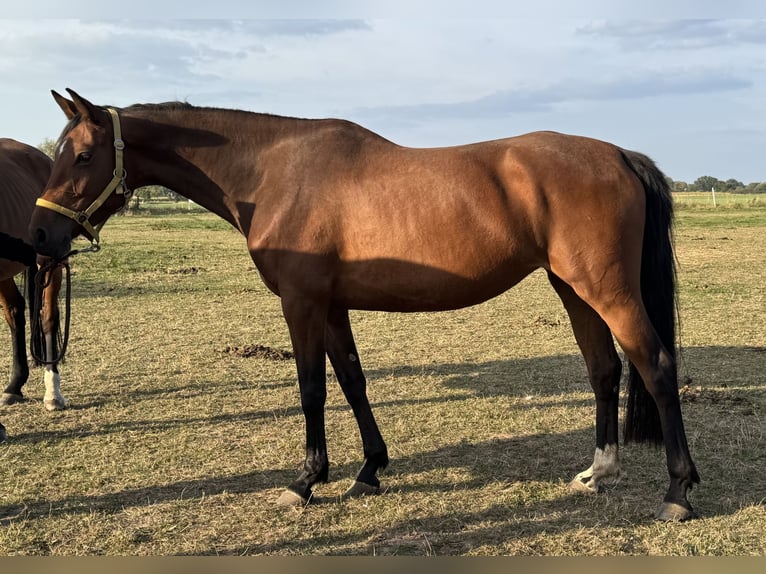 Hanovrien Jument 6 Ans 162 cm Bai in Verden (Aller)