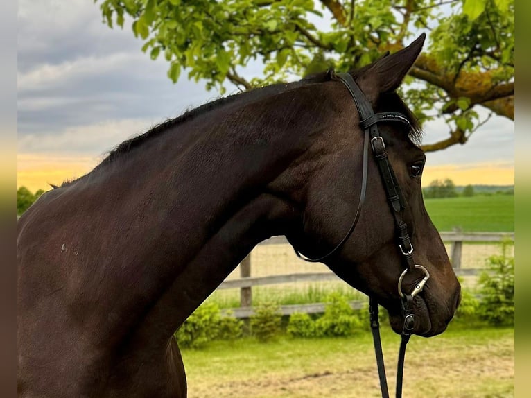 Hanovrien Jument 6 Ans 163 cm Bai brun foncé in Eberswalde