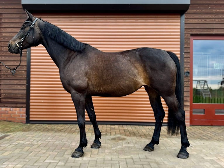 Hanovrien Jument 6 Ans 163 cm Bai brun foncé in Eberswalde