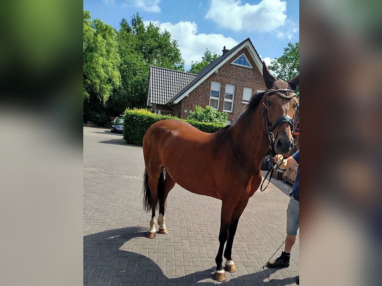 Hanovrien Jument 6 Ans 163 cm Bai in Ostbevern
