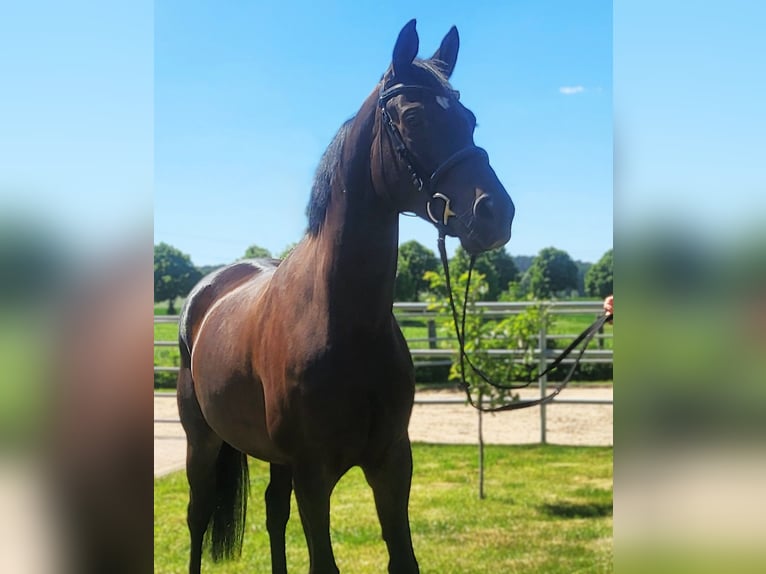Hanovrien Jument 6 Ans 163 cm Bai in Eberswalde