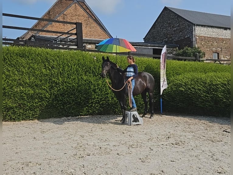 Hanovrien Jument 6 Ans 163 cm Noir in Floriffoux