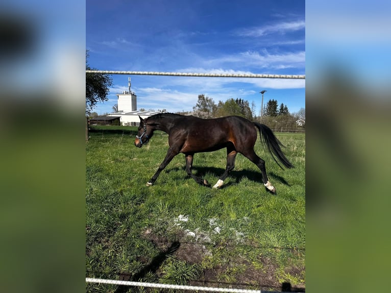 Hanovrien Jument 6 Ans 164 cm Bai brun in Nersingen