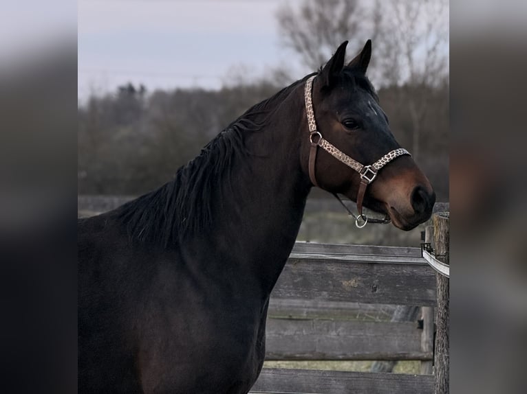 Hanovrien Jument 6 Ans 164 cm Bai brun in Nersingen