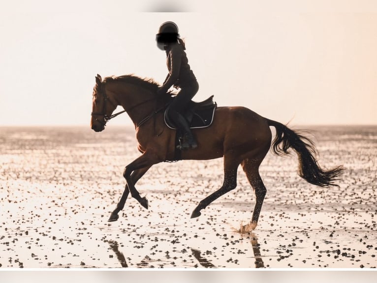 Hanovrien Jument 6 Ans 164 cm Bai in Paderborn