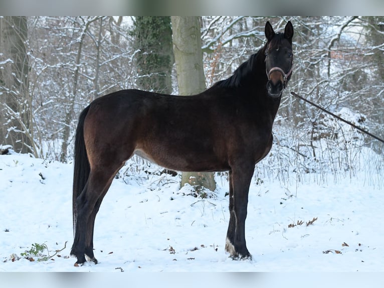 Hanovrien Jument 6 Ans 164 cm Bai in Vellahn