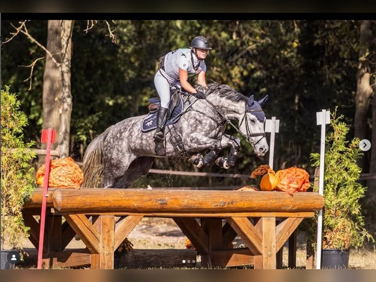 Hanovrien Jument 6 Ans 164 cm Gris in Egestorf