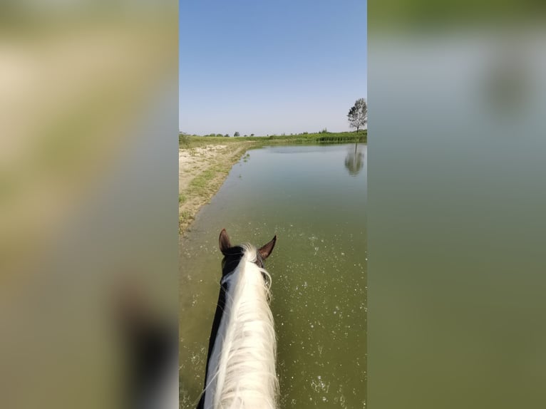 Hanovrien Croisé Jument 6 Ans 164 cm Pinto in Kiskőrös