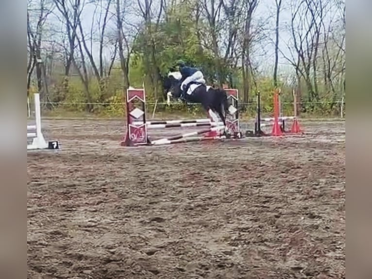 Hanovrien Croisé Jument 6 Ans 164 cm Pinto in Kiskőrös