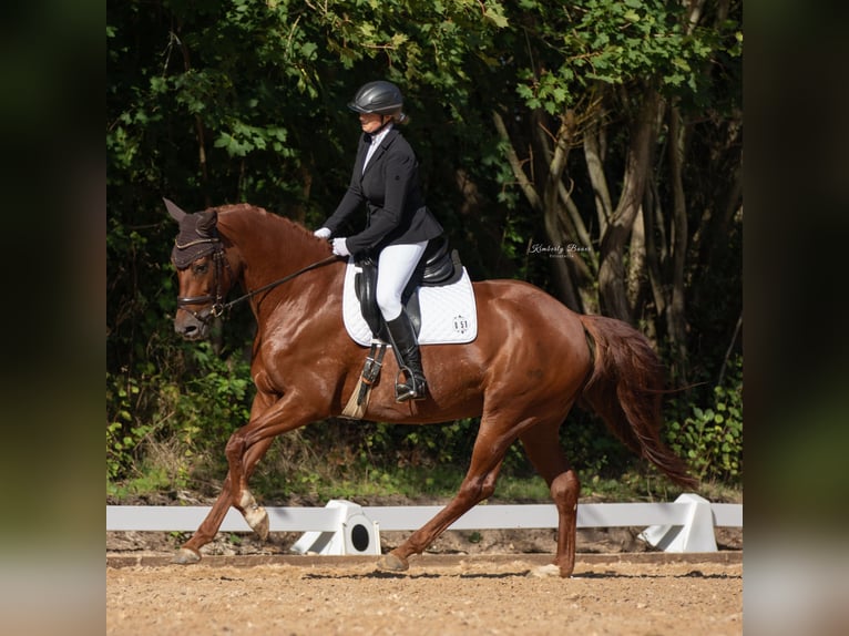 Hanovrien Jument 6 Ans 165 cm Alezan brûlé in Neunkirchen am Sand