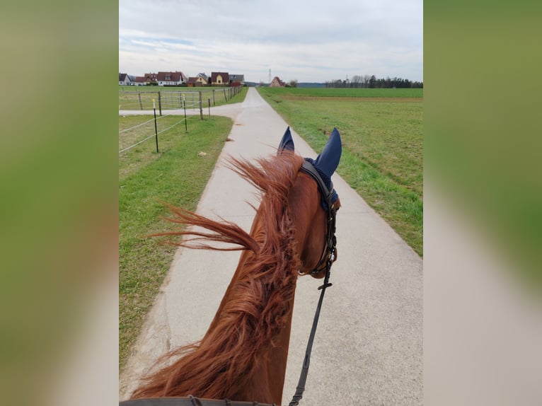 Hanovrien Jument 6 Ans 165 cm Alezan brûlé in Neunkirchen am Sand