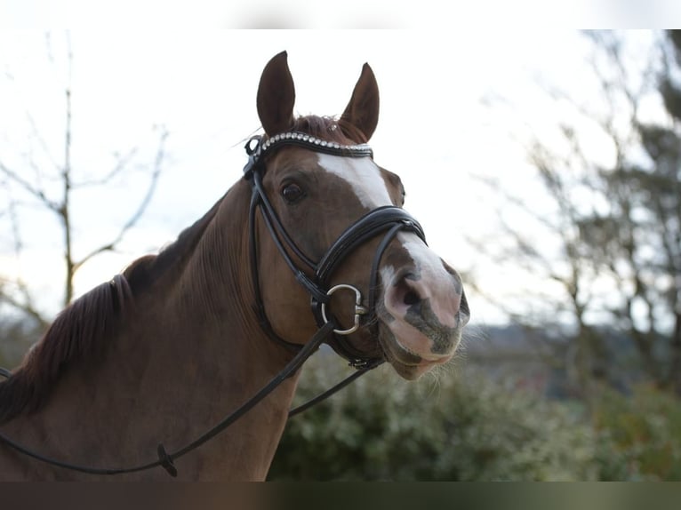 Hanovrien Jument 6 Ans 165 cm Alezan in Chantilly