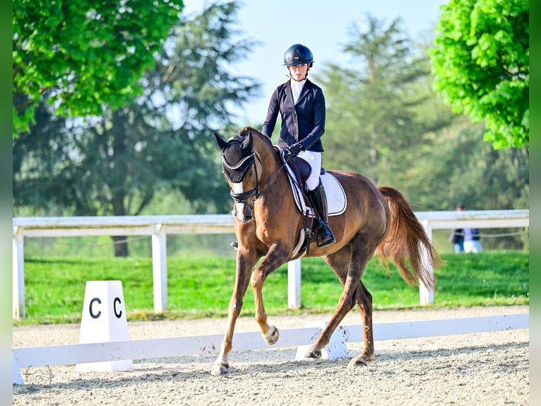 Hanovrien Jument 6 Ans 165 cm Alezan in Chantilly