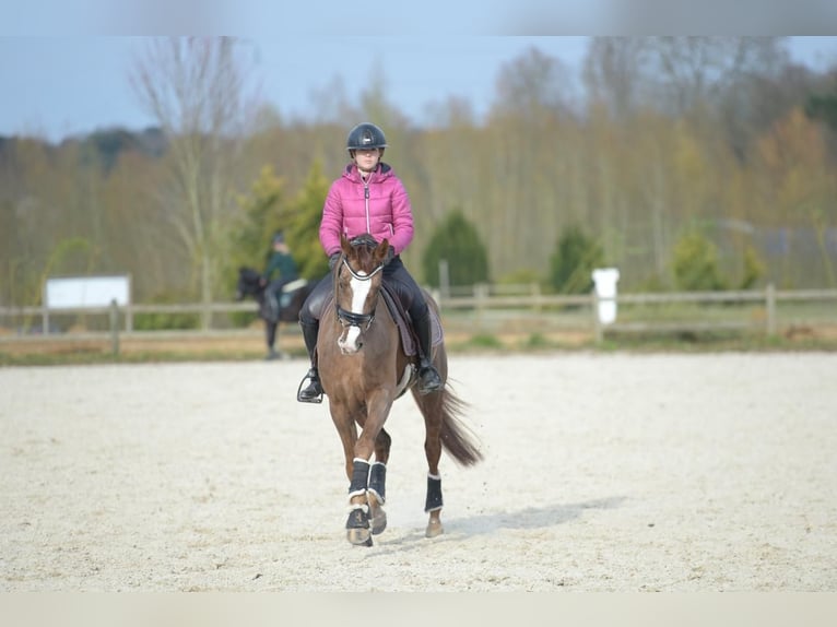 Hanovrien Jument 6 Ans 165 cm Alezan in Chantilly