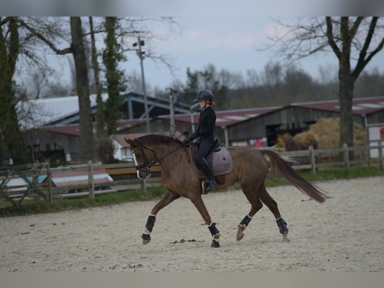 Hanovrien Jument 6 Ans 165 cm Alezan in Chantilly