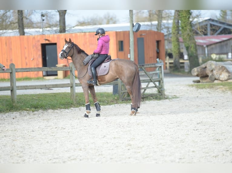 Hanovrien Jument 6 Ans 165 cm Alezan in Chantilly