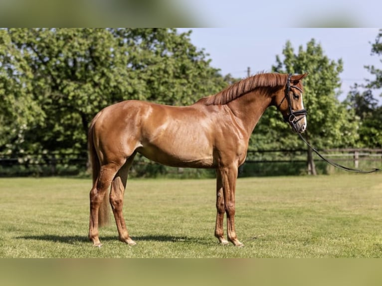 Hanovrien Jument 6 Ans 165 cm Alezan in Münster