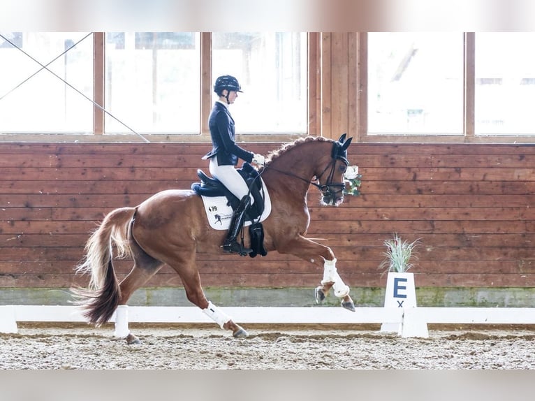 Hanovrien Jument 6 Ans 165 cm Alezan in Münster