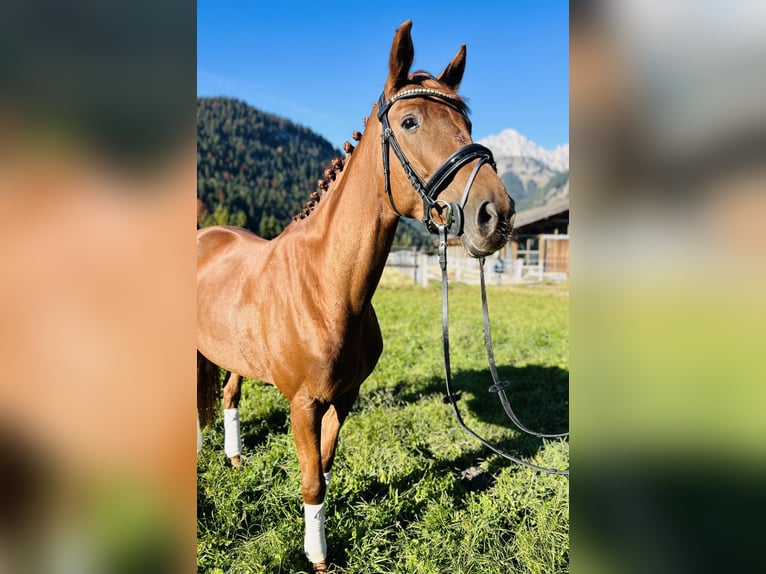 Hanovrien Jument 6 Ans 165 cm Alezan in Nesselwängle