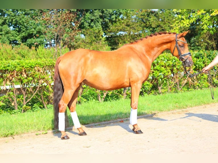 Hanovrien Jument 6 Ans 165 cm Alezan in Selsingen