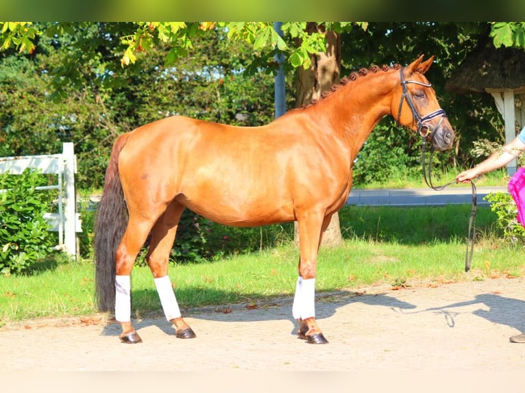 Hanovrien Jument 6 Ans 165 cm Alezan in Selsingen