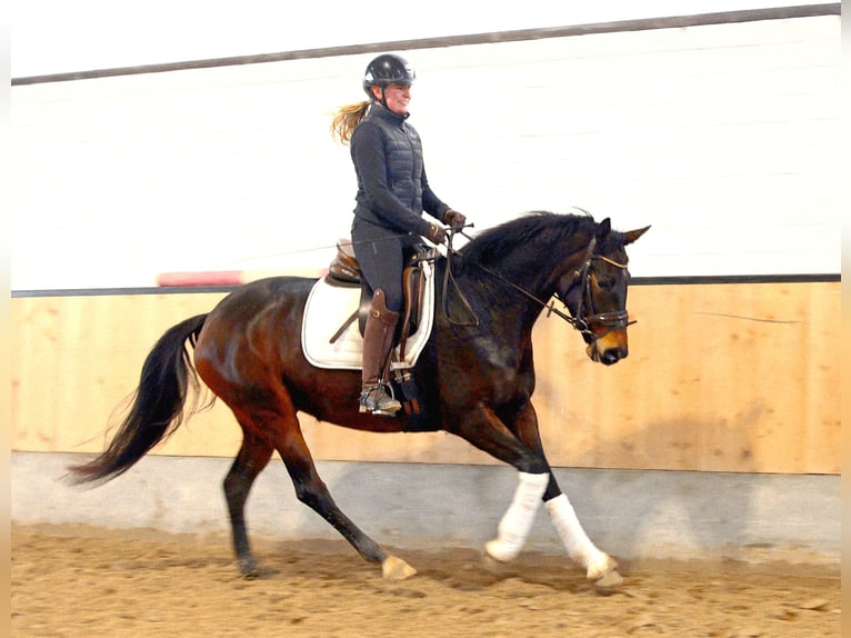 Hanovrien Jument 6 Ans 165 cm Bai brun in Kempen