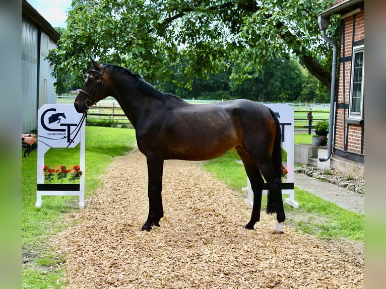 Hanovrien Jument 6 Ans 165 cm Bai brun in Langlingen