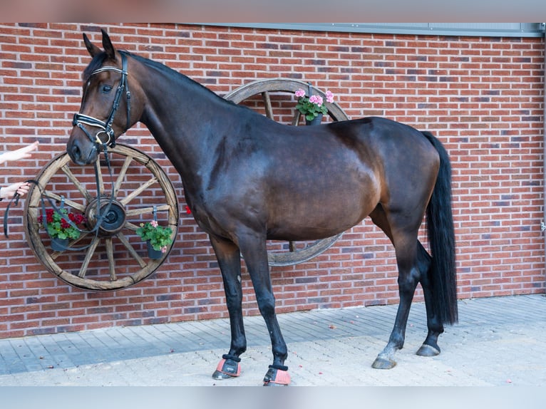 Hanovrien Jument 6 Ans 165 cm Bai in AlsdorfAlsdorf