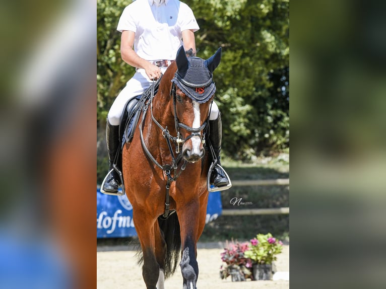 Hanovrien Jument 6 Ans 165 cm Bai in Bad Kreuznach