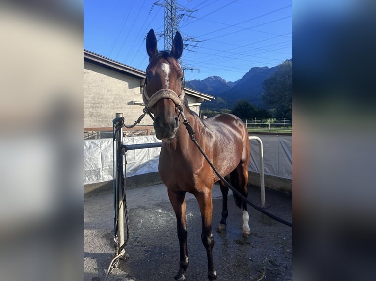 Hanovrien Jument 6 Ans 165 cm Bai in Schlins