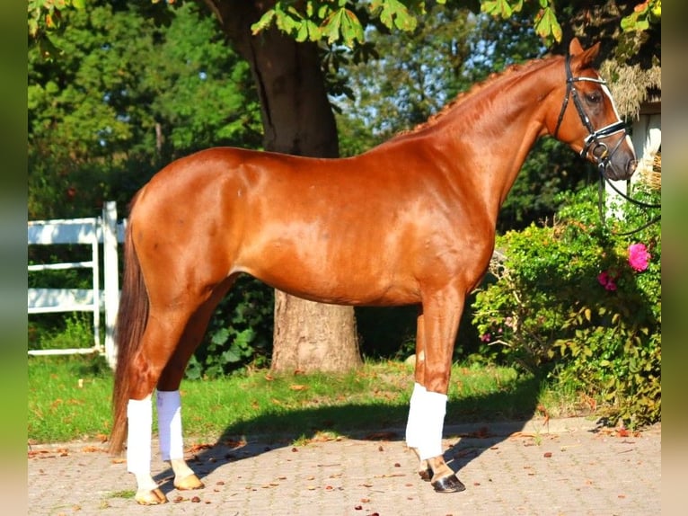 Hanovrien Jument 6 Ans 166 cm Alezan in Selsingen