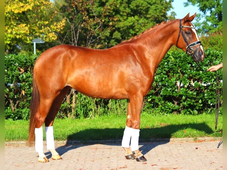 Hanovrien Jument 6 Ans 166 cm Alezan in Selsingen