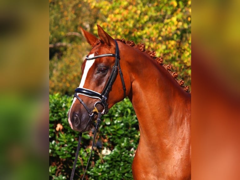 Hanovrien Jument 6 Ans 166 cm Alezan in Selsingen