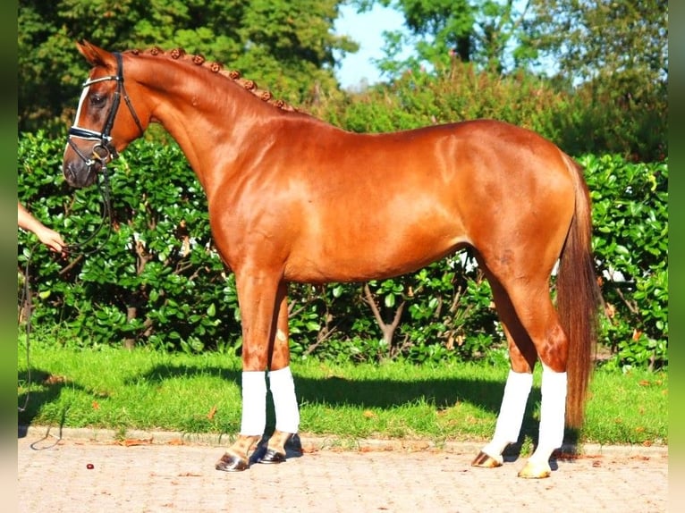 Hanovrien Jument 6 Ans 166 cm Alezan in Selsingen