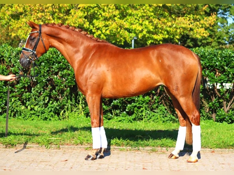 Hanovrien Jument 6 Ans 166 cm Alezan in Selsingen