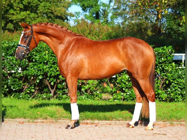 Hanovrien Jument 6 Ans 166 cm Alezan in Selsingen