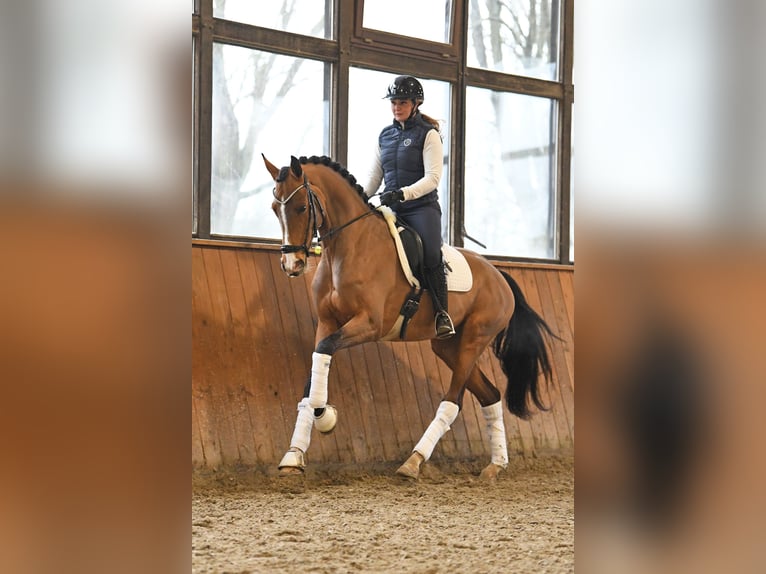 Hanovrien Jument 6 Ans 166 cm Bai in Bonefeld