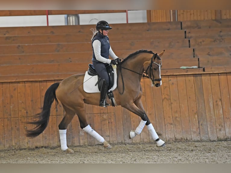 Hanovrien Jument 6 Ans 166 cm Bai in Bonefeld