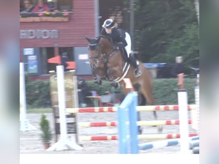 Hanovrien Jument 6 Ans 166 cm Bai in Freisen