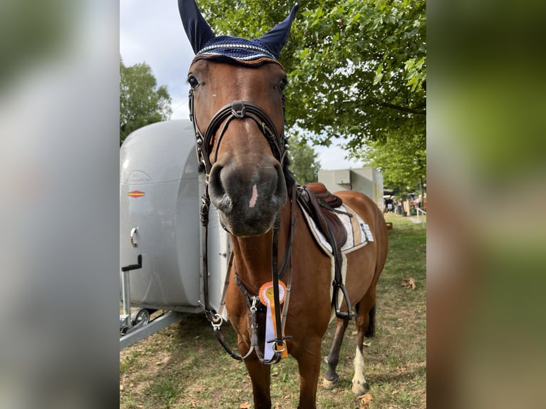 Hanovrien Jument 6 Ans 166 cm Bai in Freisen