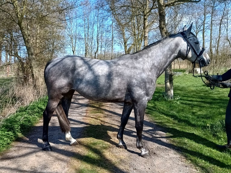 Hanovrien Jument 6 Ans 166 cm Gris in Belum